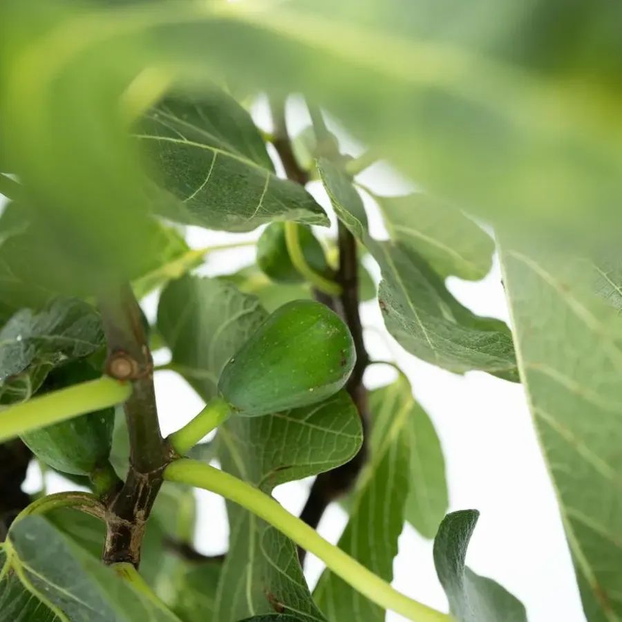 Planten|Bomen-Plant in a Box Vijgenboom - Set van 2 - Ficus Carica - Hoogte 70-90cm - ⌀21cm