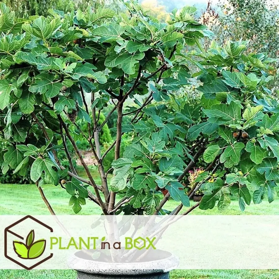 Planten|Bomen-Plant in a Box Vijgenboom - Set van 2 - Ficus carica 'Brown Turkey' - Hoogte 25-40cm - ⌀9cm