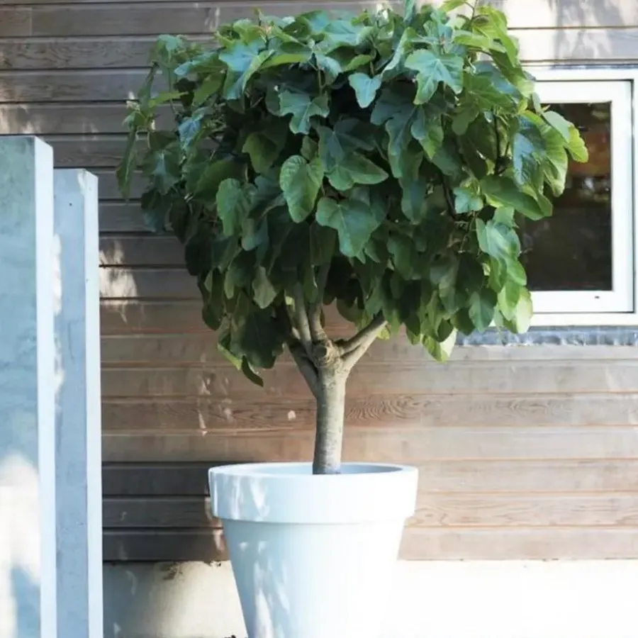 Planten|Bomen-Plant in a Box Vijgenboom - Set van 2 - Ficus carica 'Brown Turkey' - Hoogte 25-40cm - ⌀9cm