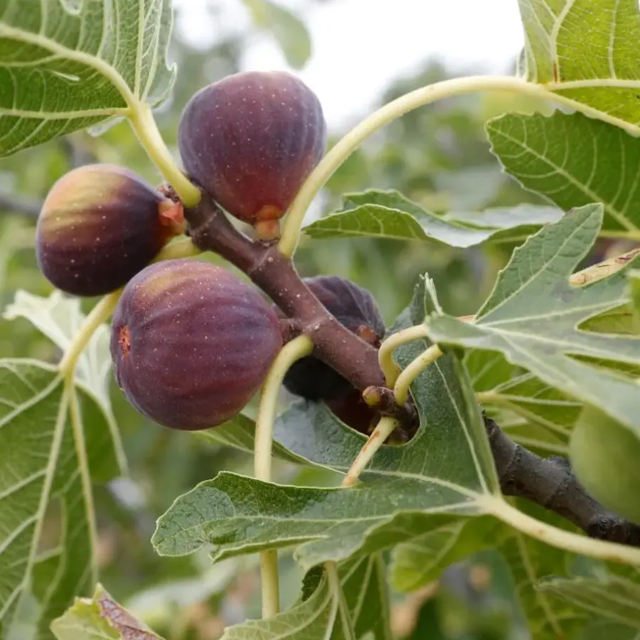 Planten|Bomen-Plant in a Box Vijgenboom - Set van 2 - Ficus carica 'Brown Turkey' - Hoogte 25-40cm - ⌀9cm