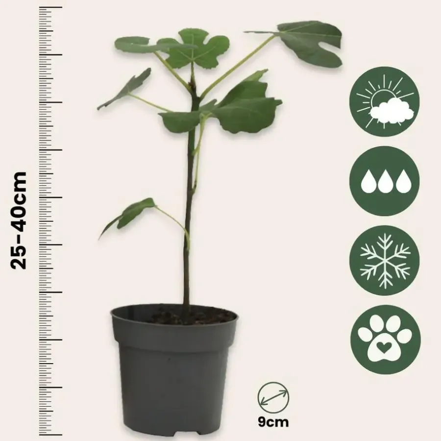 Planten|Bomen-Plant in a Box Vijgenboom - Set van 2 - Ficus carica 'Brown Turkey' - Hoogte 25-40cm - ⌀9cm