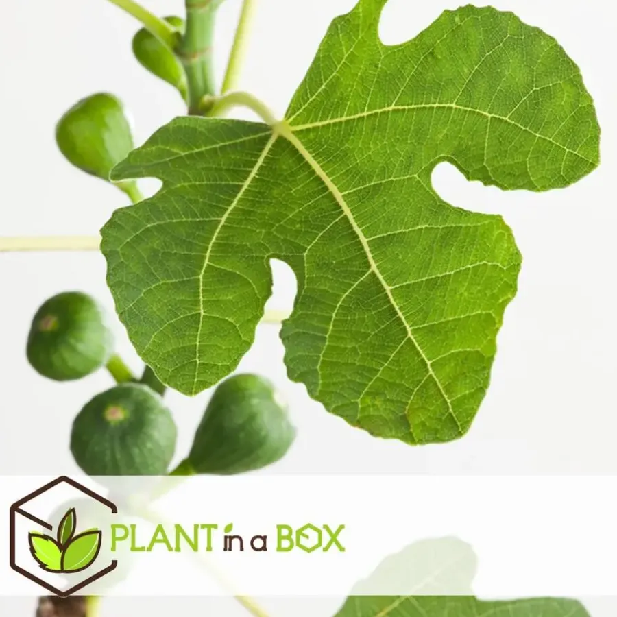Planten|Bomen-Plant in a Box Vijgenboom - Set van 2 - Ficus carica 'Brown Turkey' - Hoogte 25-40cm - ⌀9cm