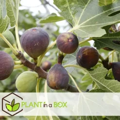 Planten|Bomen-Plant in a Box Vijgenboom - Set van 2 - Ficus carica 'Brown Turkey' - Hoogte 25-40cm - ⌀9cm