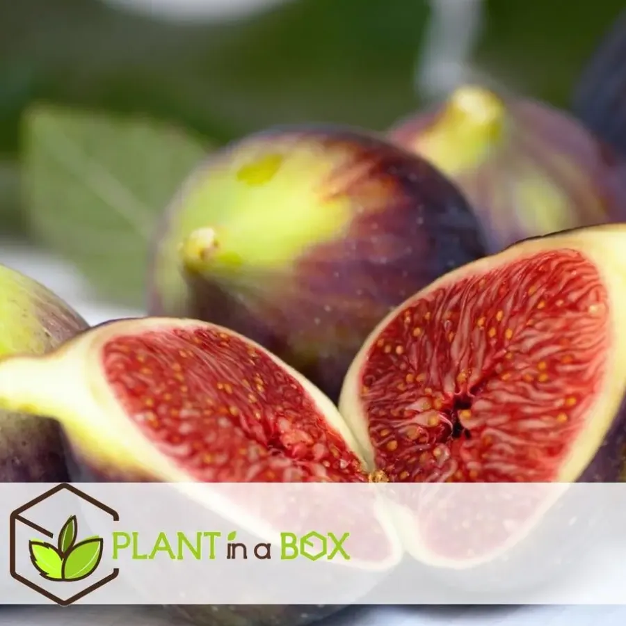 Planten|Bomen-Plant in a Box Vijgenboom - Set van 2 - Ficus carica 'Brown Turkey' - Hoogte 25-40cm - ⌀9cm