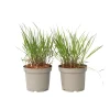 Planten|Tuinplanten-Plant in a Box Vingergras - 2 stuks - Panicum Virgatum 'Squaw' - Hoogte 40-60cm - ⌀23cm