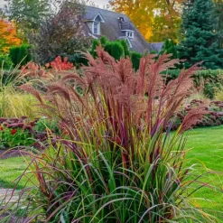 Planten|Tuinplanten-Plant in a Box Vingergras - 2 stuks - Panicum Virgatum 'Squaw' - Hoogte 40-60cm - ⌀23cm