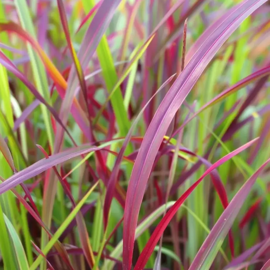 Planten|Tuinplanten-Plant in a Box Vingergras - 2 stuks - Panicum Virgatum 'Squaw' - Hoogte 40-60cm - ⌀23cm