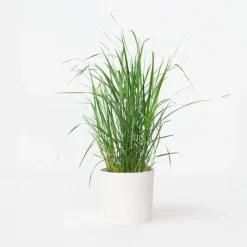 Planten|Tuinplanten-Plant in a Box Vingergras - Panicum virgatum 'Heavy Metal' - Hoogte 40-60cm - ⌀23cm
