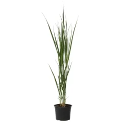 Planten|Tuinplanten-Plant in a Box Vingergras - Panicum virgatum 'Northwind' - Hoogte 40-60cm - ⌀23cm