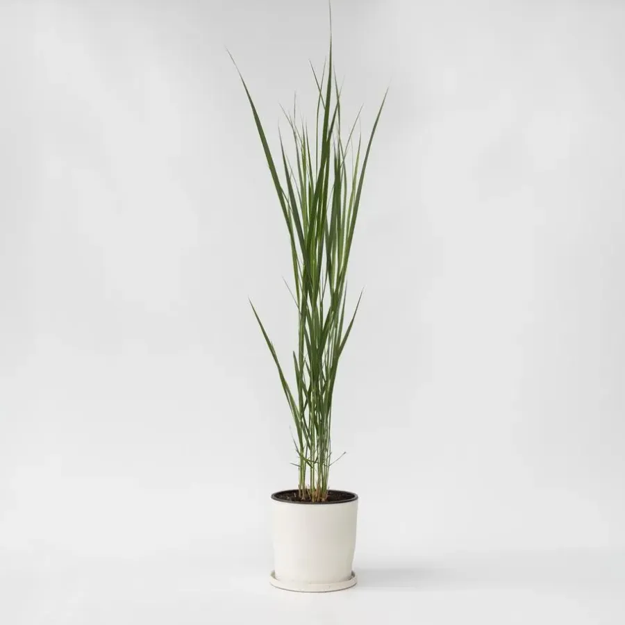 Planten|Tuinplanten-Plant in a Box Vingergras - Panicum virgatum 'Northwind' - Hoogte 40-60cm - ⌀23cm