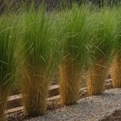 Planten|Tuinplanten-Plant in a Box Vingergras - Panicum virgatum 'Northwind' - Hoogte 40-60cm - ⌀23cm