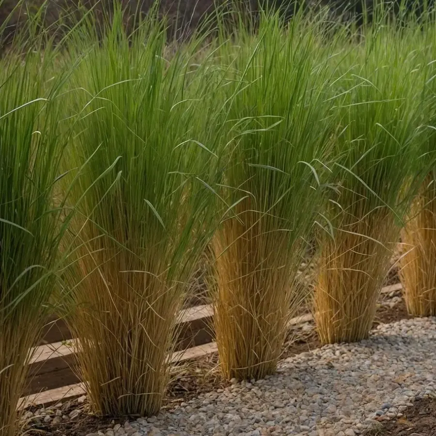 Planten|Tuinplanten-Plant in a Box Vingergras - Panicum virgatum 'Northwind' - Hoogte 40-60cm - ⌀23cm