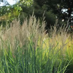 Planten|Tuinplanten-Plant in a Box Vingergras - Panicum virgatum 'Northwind' - Hoogte 40-60cm - ⌀23cm