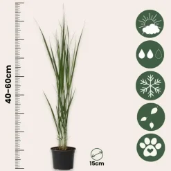 Planten|Tuinplanten-Plant in a Box Vingergras - Panicum virgatum 'Northwind' - Hoogte 40-60cm - ⌀23cm