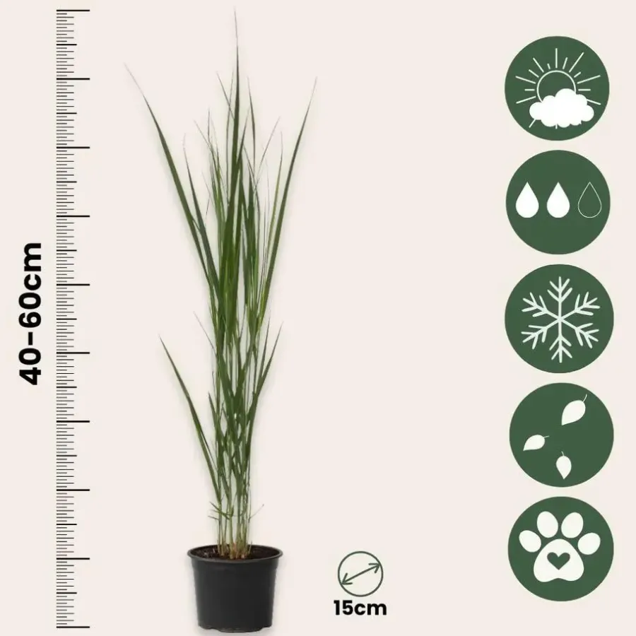 Planten|Tuinplanten-Plant in a Box Vingergras - Panicum virgatum 'Northwind' - Hoogte 40-60cm - ⌀23cm