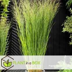 Planten|Tuinplanten-Plant in a Box Vingergras - Panicum virgatum 'Northwind' - Hoogte 40-60cm - ⌀23cm