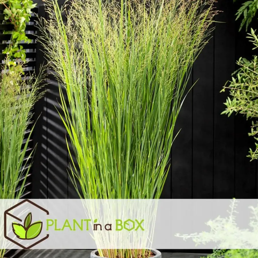 Planten|Tuinplanten-Plant in a Box Vingergras - Panicum virgatum 'Northwind' - Hoogte 40-60cm - ⌀23cm