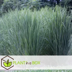 Planten|Tuinplanten-Plant in a Box Vingergras - Panicum virgatum 'Northwind' - Hoogte 40-60cm - ⌀23cm
