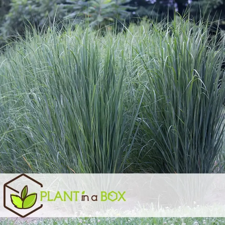 Planten|Tuinplanten-Plant in a Box Vingergras - Panicum virgatum 'Northwind' - Hoogte 40-60cm - ⌀23cm