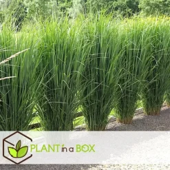 Planten|Tuinplanten-Plant in a Box Vingergras - Panicum virgatum 'Northwind' - Hoogte 40-60cm - ⌀23cm