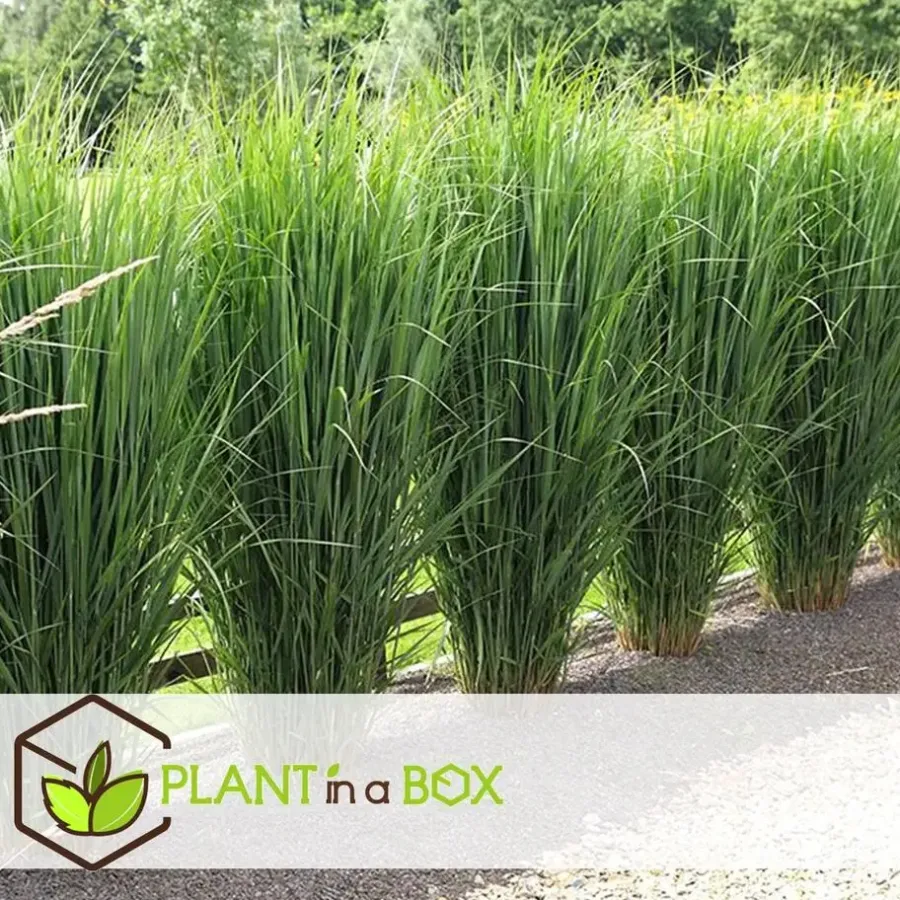 Planten|Tuinplanten-Plant in a Box Vingergras - Panicum virgatum 'Northwind' - Hoogte 40-60cm - ⌀23cm