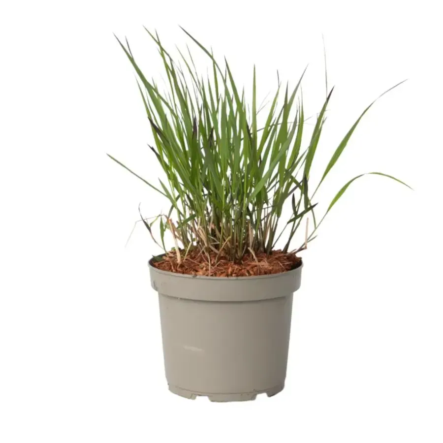 Planten|Tuinplanten-Plant in a Box Vingergras - Panicum Virgatum 'Squaw' - Hoogte 40-60cm - ⌀23cm