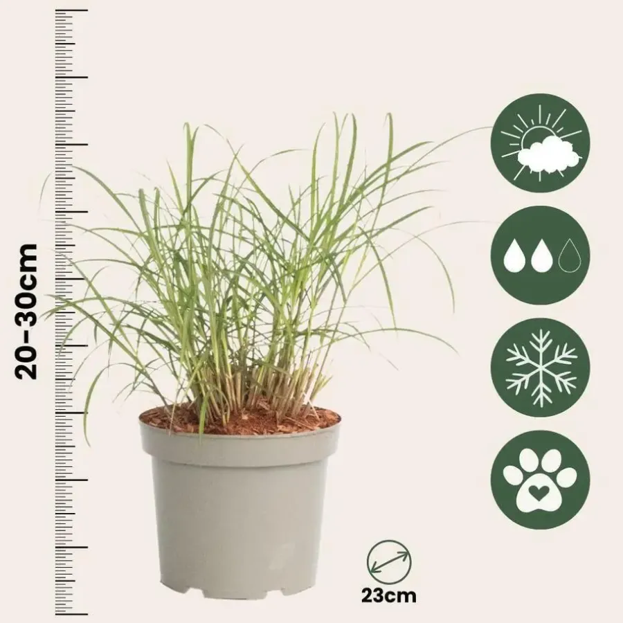 Planten|Tuinplanten-Plant in a Box Vingergras - Panicum Virgatum 'Squaw' - Hoogte 40-60cm - ⌀23cm