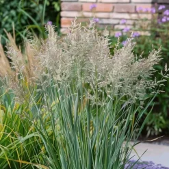 Plant in a Box Vingergras - Set van 2 - Panicum virgatum 'Heavy Metal' - Hoogte 40-60cm - ⌀23cm