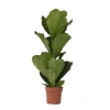 Plant in a Box Vioolbladplant - Ficus Lyrata - Hoogte 70-90cm - ⌀21cm