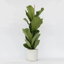 Plant in a Box Vioolbladplant - Ficus Lyrata - Hoogte 70-90cm - ⌀21cm