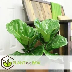 Plant in a Box Vioolbladplant - Ficus Lyrata - Hoogte 70-90cm - ⌀21cm