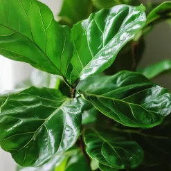 Plant in a Box Vioolbladplant - Ficus Lyrata - Hoogte 70-90cm - ⌀21cm
