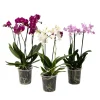 Plant in a Box Vlinderorchidee - Mix van 3 - Phalaenopsis Multiflora - Hoogte 35-45cm - ⌀12cm
