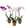Kamerplanten-Plant in a Box Vlinderorchidee - Mix van 3 - Phalaenopsis in deco mand - Hoogte 50-60cm - ⌀12cm