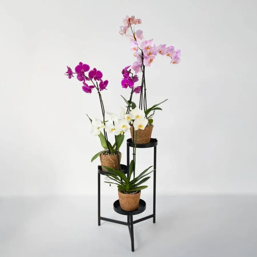 Kamerplanten-Plant in a Box Vlinderorchidee - Mix van 3 - Phalaenopsis in deco mand - Hoogte 50-60cm - ⌀12cm