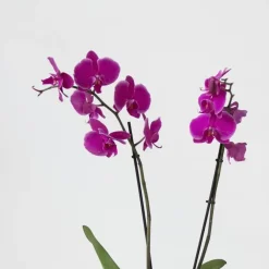 Kamerplanten-Plant in a Box Vlinderorchidee - Mix van 3 - Phalaenopsis in deco mand - Hoogte 50-60cm - ⌀12cm