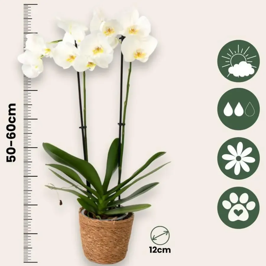 Kamerplanten-Plant in a Box Vlinderorchidee - Mix van 3 - Phalaenopsis in deco mand - Hoogte 50-60cm - ⌀12cm