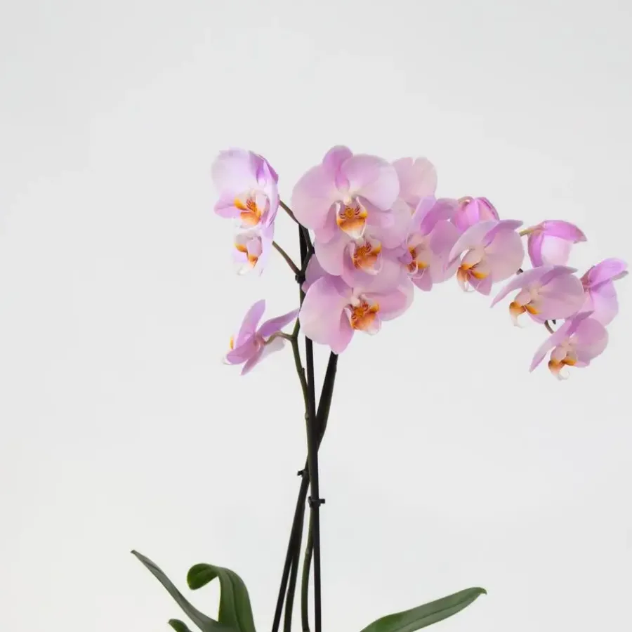Kamerplanten-Plant in a Box Vlinderorchidee - Mix van 3 - Phalaenopsis in deco mand - Hoogte 50-60cm - ⌀12cm