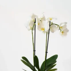 Kamerplanten-Plant in a Box Vlinderorchidee - Mix van 3 - Phalaenopsis in deco mand - Hoogte 50-60cm - ⌀12cm