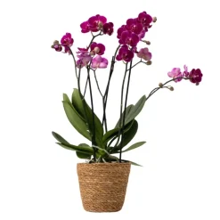 Kamerplanten-Plant in a Box Vlinderorchidee - Phalaenopsis Multiflora met mand - Hoogte 35-45cm - ⌀12cm