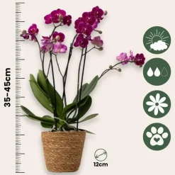 Kamerplanten-Plant in a Box Vlinderorchidee - Phalaenopsis Multiflora met mand - Hoogte 35-45cm - ⌀12cm