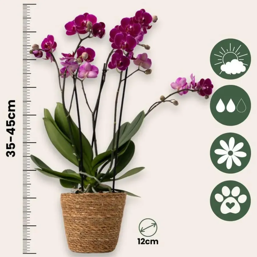 Kamerplanten-Plant in a Box Vlinderorchidee - Phalaenopsis Multiflora met mand - Hoogte 35-45cm - ⌀12cm