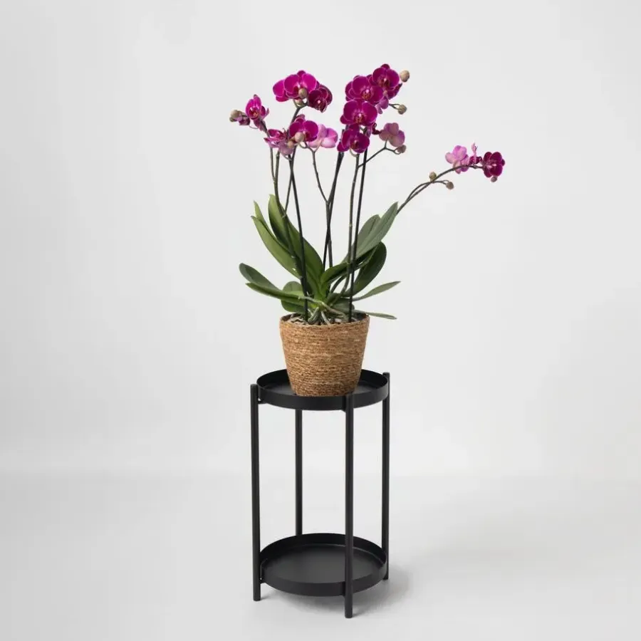 Kamerplanten-Plant in a Box Vlinderorchidee - Phalaenopsis Multiflora met mand - Hoogte 35-45cm - ⌀12cm