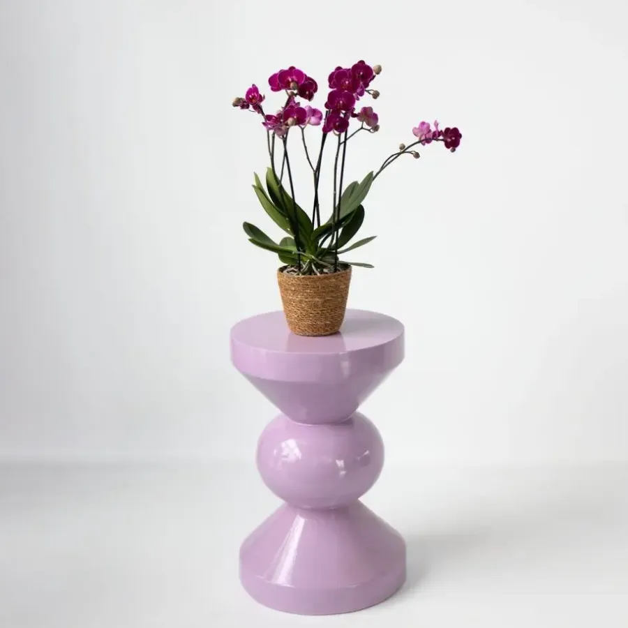Kamerplanten-Plant in a Box Vlinderorchidee - Phalaenopsis Multiflora met mand - Hoogte 35-45cm - ⌀12cm