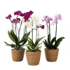 Plant in a Box Vlinderorchidee - x3 - Phalaenopsis Multiflora in mand - Hoogte 35-45cm - ⌀12cm
