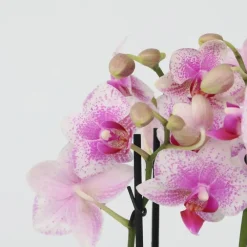 Plant in a Box Vlinderorchidee - x3 - Phalaenopsis Multiflora in mand - Hoogte 35-45cm - ⌀12cm