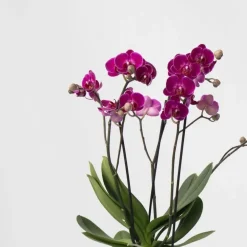 Plant in a Box Vlinderorchidee - x3 - Phalaenopsis Multiflora in mand - Hoogte 35-45cm - ⌀12cm
