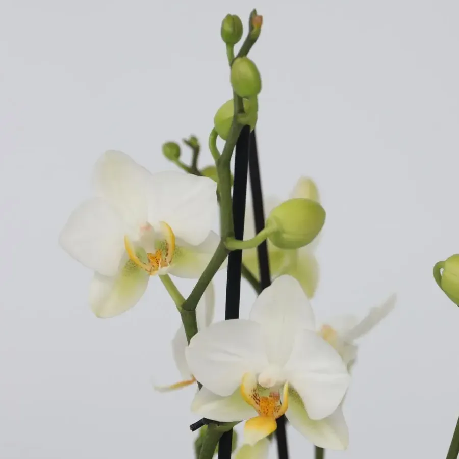 Plant in a Box Vlinderorchidee - x3 - Phalaenopsis Multiflora in mand - Hoogte 35-45cm - ⌀12cm