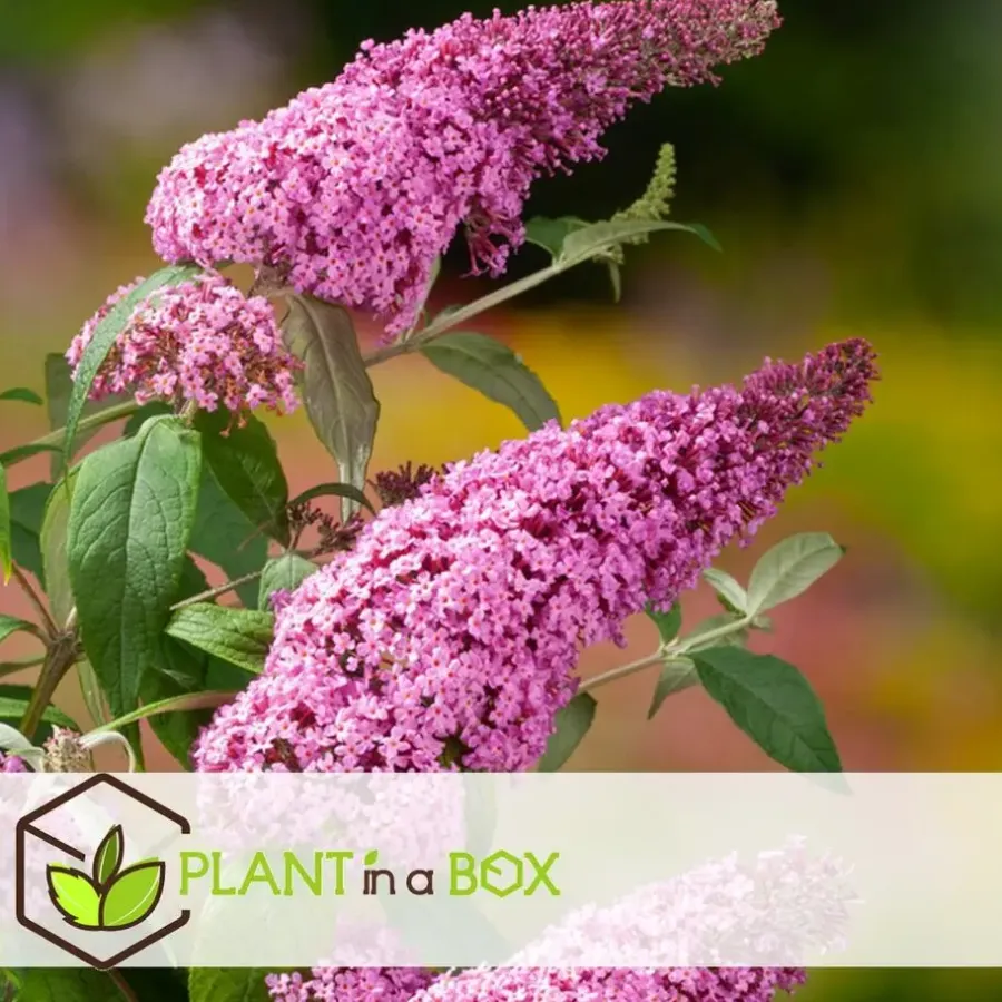 Planten|Tuinplanten-Plant in a Box Vlinderstruik - Set van 3 - Buddleja davidii - Hoogte 25-40cm - ⌀9cm