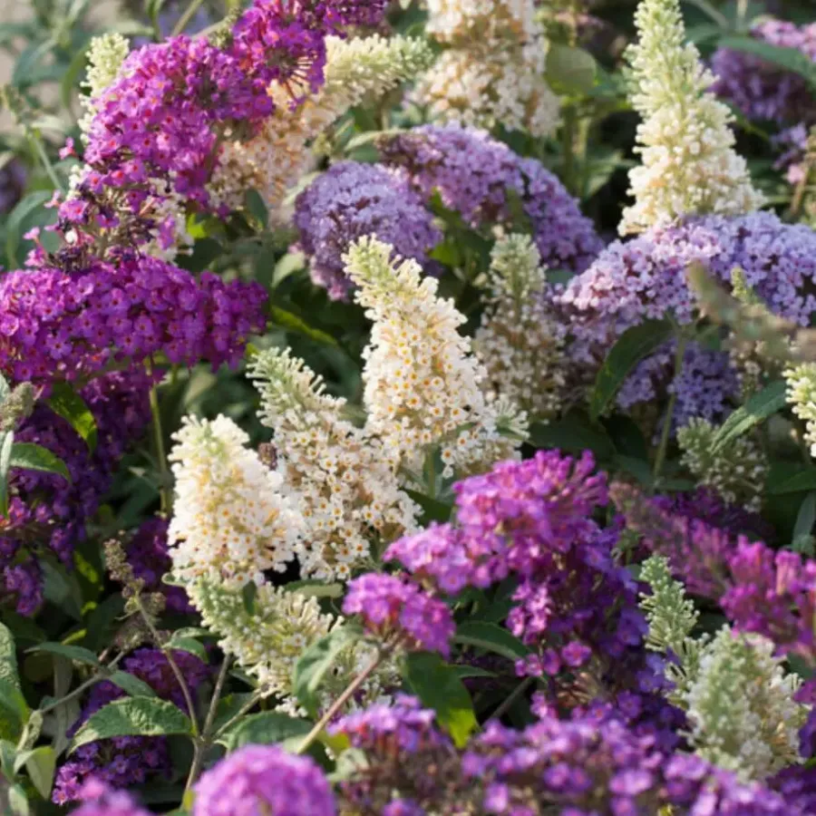Planten|Tuinplanten-Plant in a Box Vlinderstruik - Set van 3 - Buddleja davidii - Hoogte 25-40cm - ⌀9cm